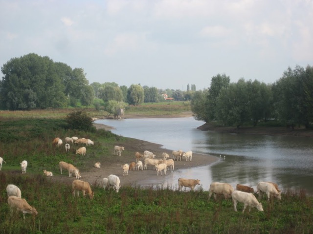 Kouweklauwen-017-Gezicht_op_bij_het_Wetland_langs_de_Waal.png