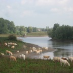 Kouweklauwen-017-Gezicht_op_bij_het_Wetland_langs_de_Waal.png